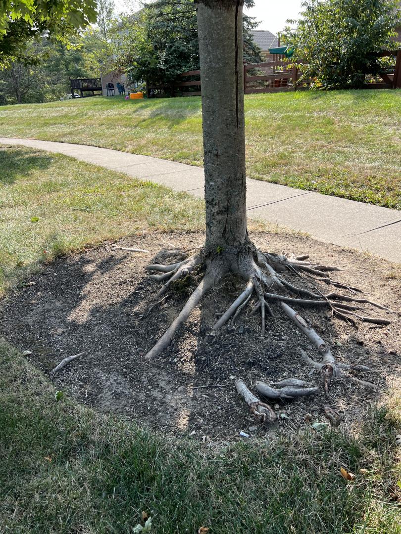 The tree that was mulched too deeply. The tree that was mulched too deeply.